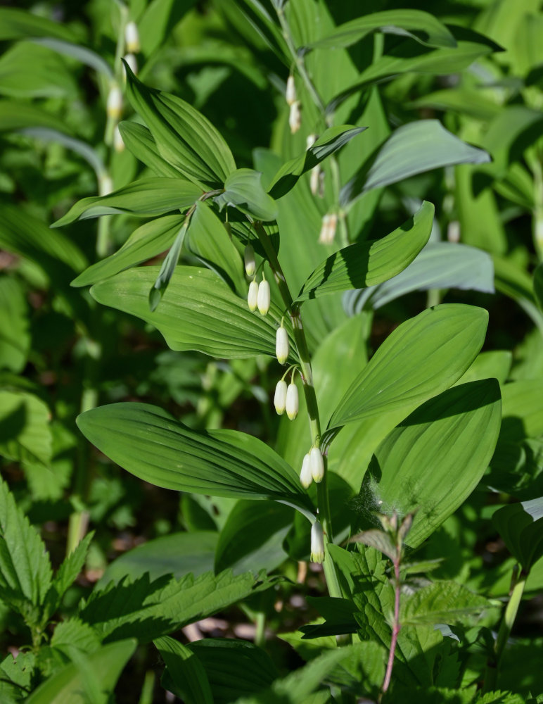 Plant Image